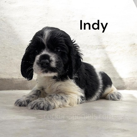 puppy, for, sale, Cocker Spaniel, Joe & Cherri  Overlease, dog, breeder, Miller, MO, dog-breeder, puppy-for-sale, forsale, nearby, find, puppyfind, locator, puppylocator, aca